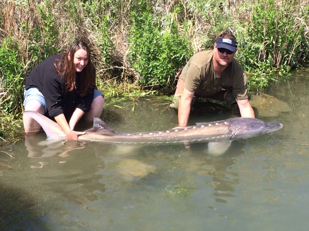 Catching sturgeon in Idaho, a perfect fishing trip News, Sports, Jobs